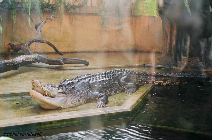 Aligator