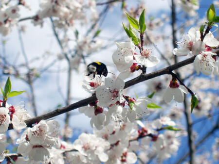 шмель и сакура