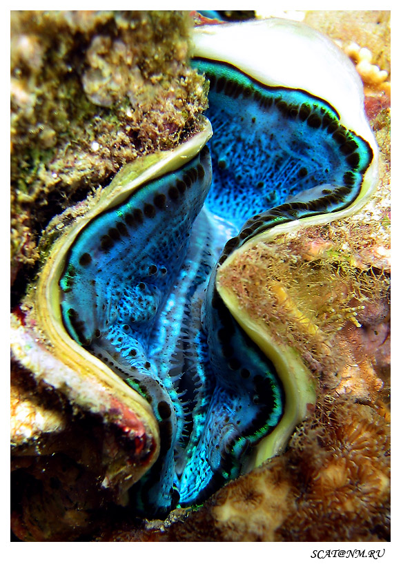Tridacna (Синай, прибрежный риф)