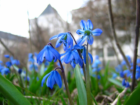 Цветуёчки...