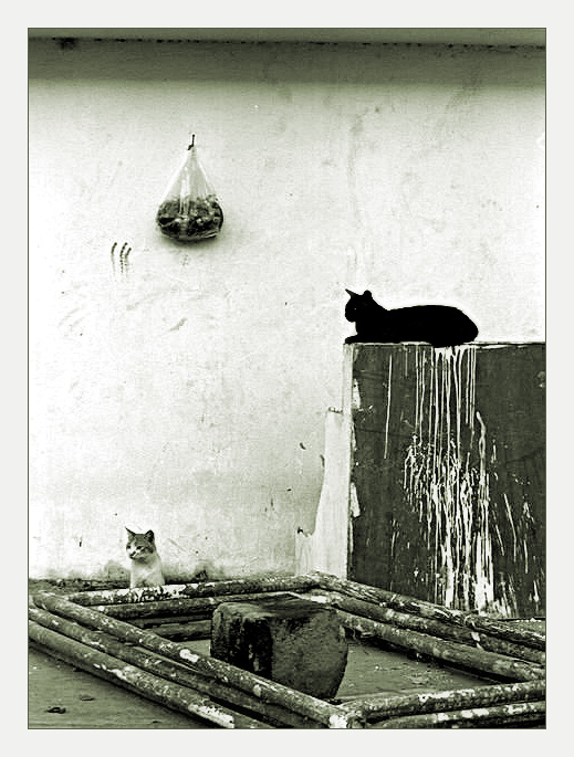 Черная кошка, белый кот