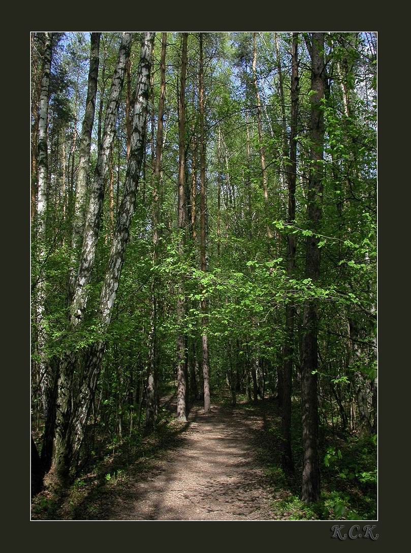 Лесные ворота.
