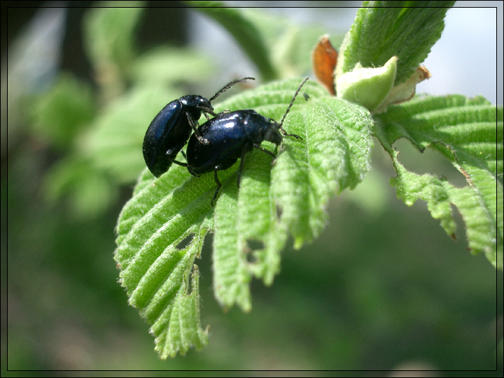 bugs love