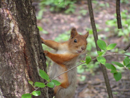 БЕЛКА - СТРЕЛКА
