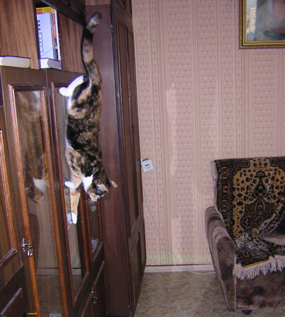 Вертикальная кошка