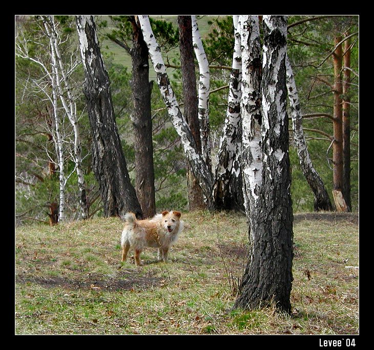 Пес и березы