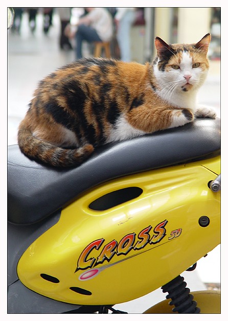 CrossCat