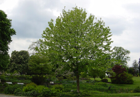 Уголок парка