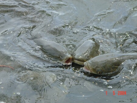 Поцелуемся!