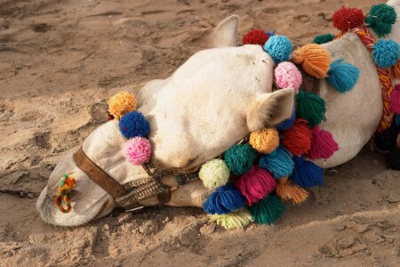 &quot;A hard day's night&quot;