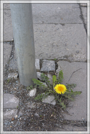 City flowers