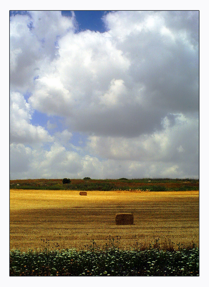 Golden fields
