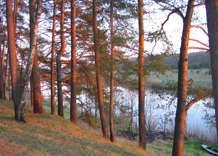 Cосны на закате