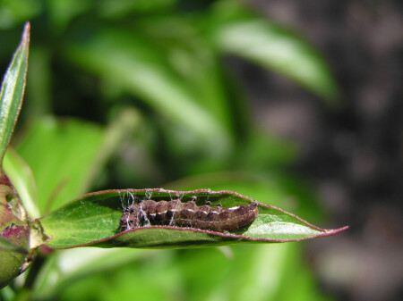 Подготовка к перерождению