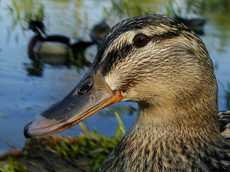 Утиный портрет