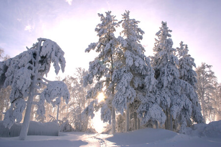 Зимний лес