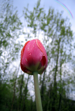 Одинокий тюльпан