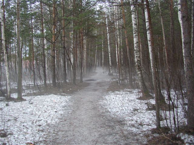 Весна в лесу.