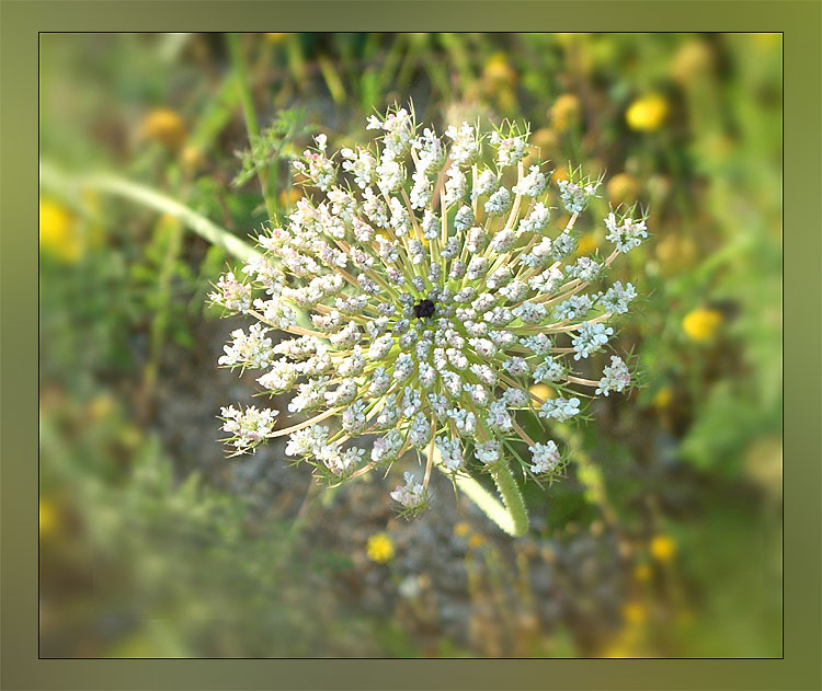 Simply flower