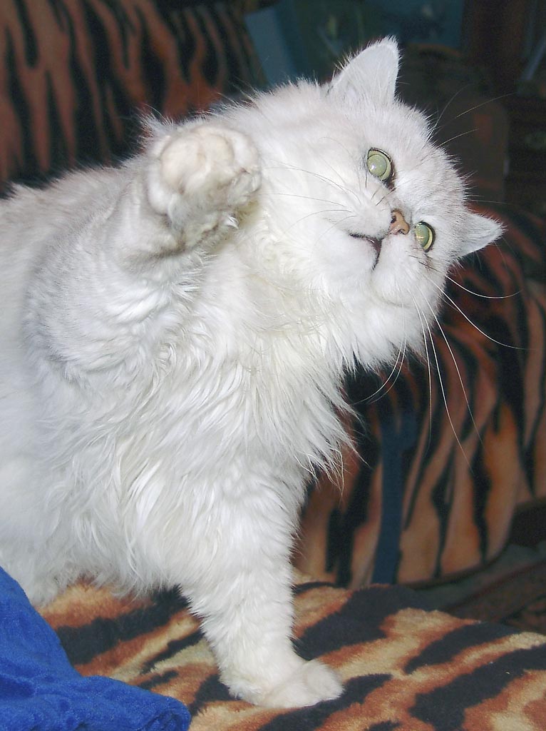 Кот Норис