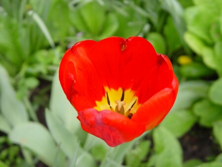 Радость жизни