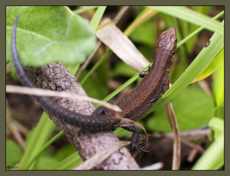 Run Lizard Run