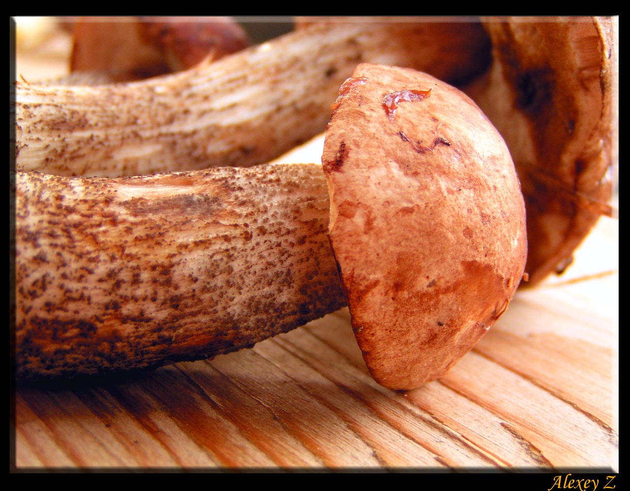 mushroom on wood