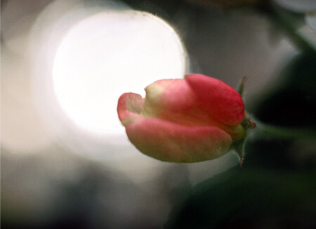 Там тоже растут цветы