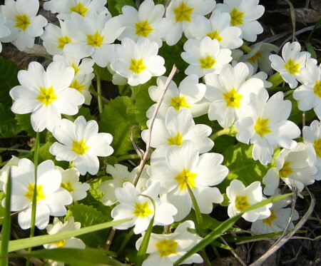 букет для невесты