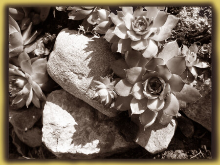 Среди камней