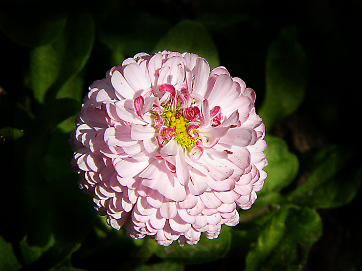 Beautiful flower
