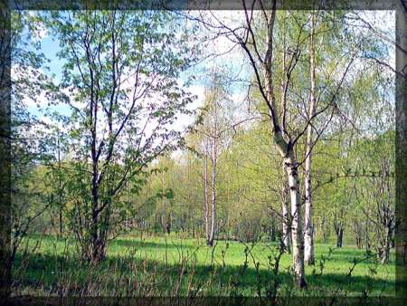 Березовая роща