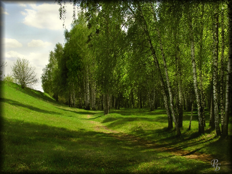 березы