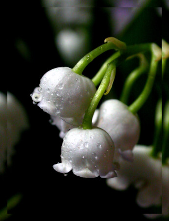 Весною слышен шорох снов...