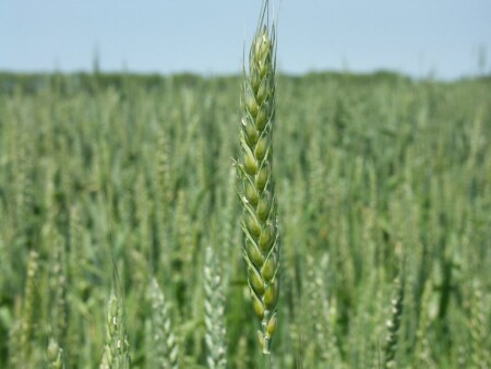 Один в поле...