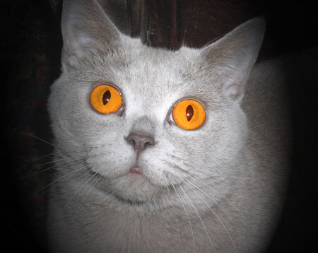 я мечтаю
