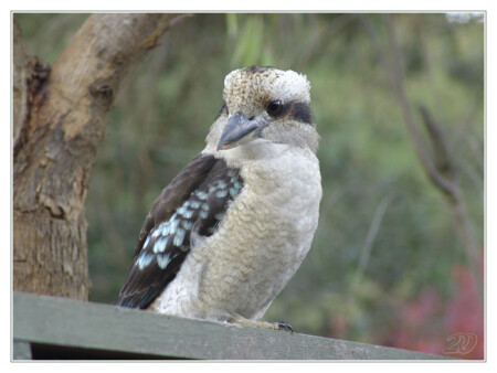 &quot;Laughing Jackass&quot;