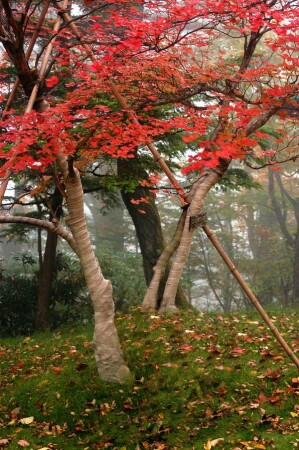Время красных листьев.