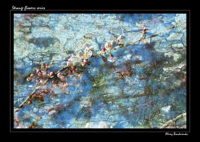 STRANGE FLOWERS SERIES
