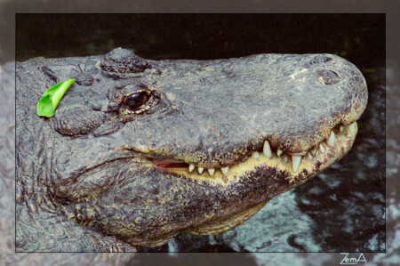 *** Гена ??? ***