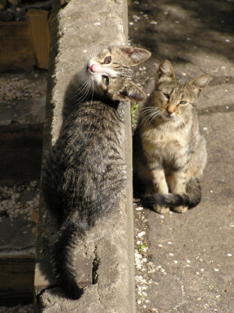 Разноглазый