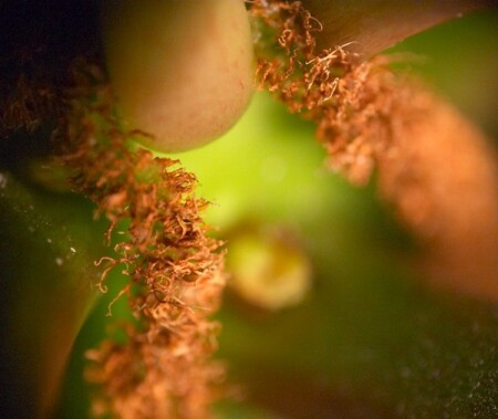 Путешествие в недры растений 1