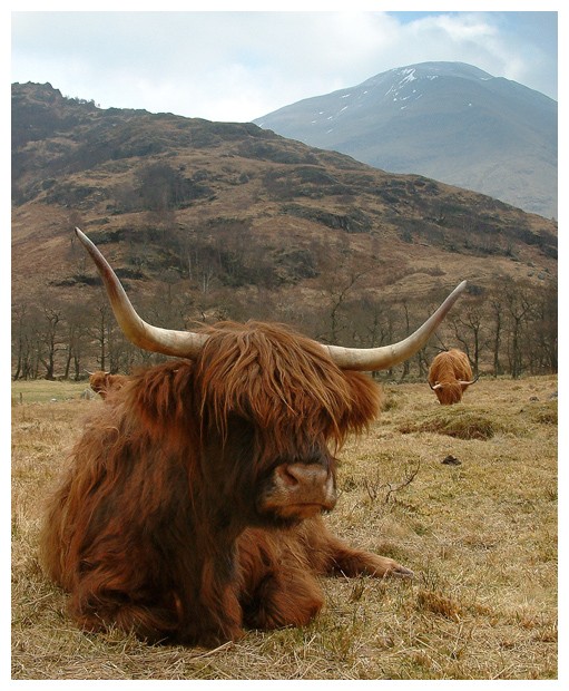 Highland (hippy) cow