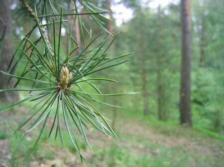Сосна