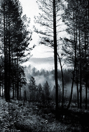 Туманы ползучие