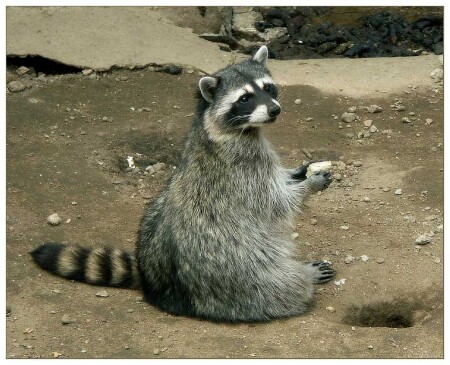 Завтрак енота