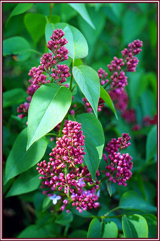Цветочки-2