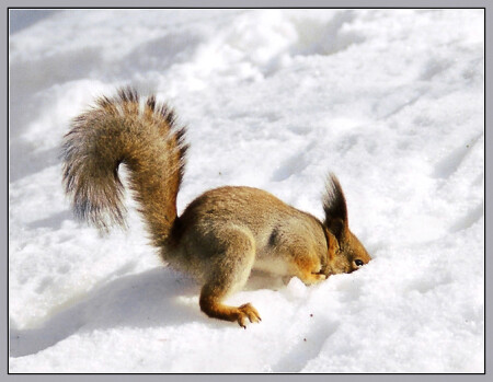 Ice Age