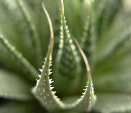 Элегантный кактус