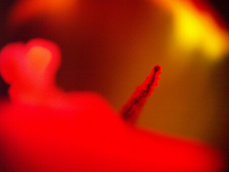 Внутри цвета